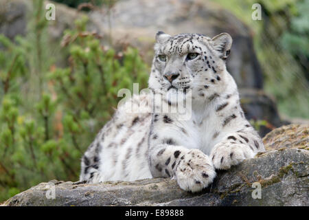 Nach snow leopard liegend auf der Suche sehr stolz Stockfoto