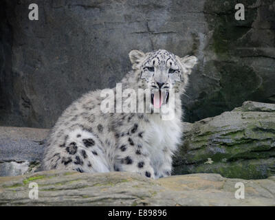 Snow Leopard cub Gähnen Stockfoto