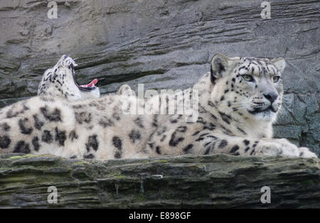 Schneeleoparden, Mutter und Jungtier, Gähnen, auf Leiste Stockfoto