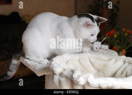 Neue Hagen als Katze spielt mit einem Tuch-Maus Stockfoto