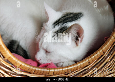 Neuer Hagen als Katze schläft zusammengerollt in einem Cat-Korb Stockfoto