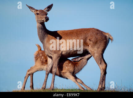 Rotwild - Cervus elaphus Stockfoto