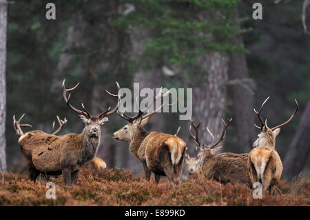 Rotwild - Cervus elaphus Stockfoto