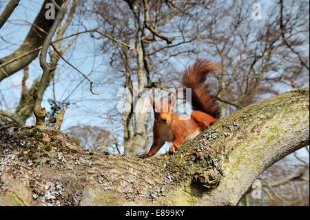 Eichhörnchen - Sciurus vulgaris Stockfoto