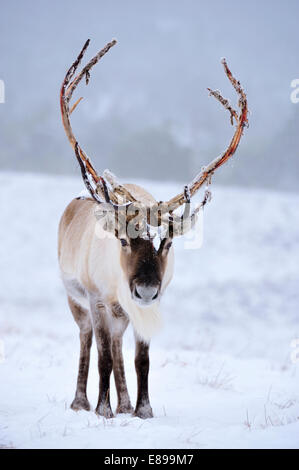 Rentier - Rangifer tarandus Stockfoto