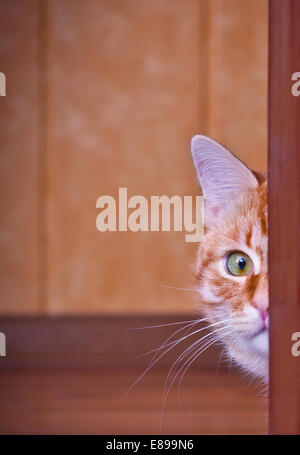 Katze hinter einer Ecke spähen aus Stockfoto