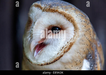 Scheune Eule Gesichtsmaske Tyto alba Nahaufnahme Stockfoto