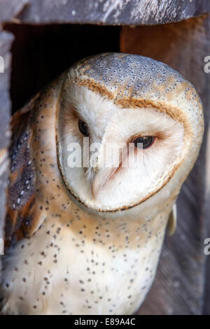 Scheune Owl BoxTyto alba Nahaufnahme der Gesichtsmaske Stockfoto