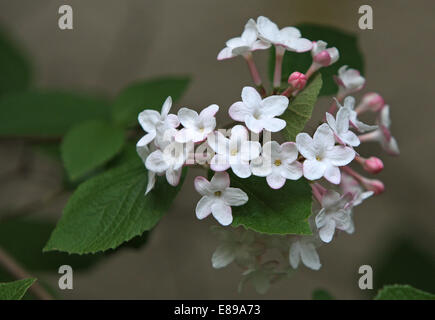 Berlin, Deutschland, Blüte von weißem Flieder Stockfoto