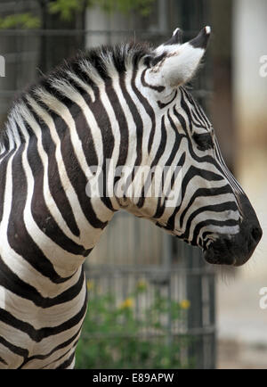 Hamburg, Deutschland, Böhm Zebra Stockfoto