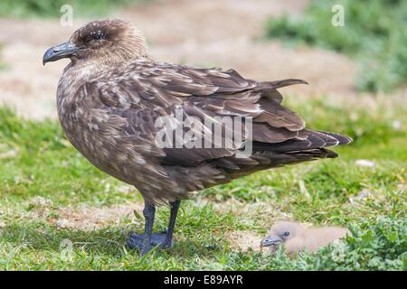 Ein Erwachsener Falkland Skua und Küken Stockfoto