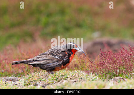 Eine männliche militärische Starling, die auf der Suche nach Larven Stockfoto