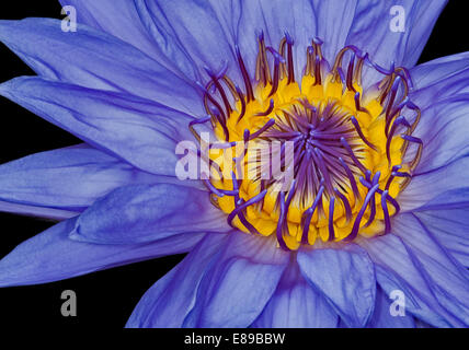 Eine schöne Lavendel und Gold Nahaufnahme von einer tropischen Tag Blüte Seerose. Stockfoto