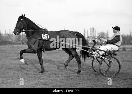 Dresden, DDR, Trabrennen Pferd und Reiter auf dem Pferd Rennen Stockfoto