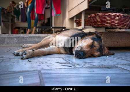 Hund schlafen Stockfoto