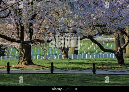 Kirschblüten an ihrer Spitze schmücken den Kopf Steinen von unseren tapferen Soldaten auf dem Nationalfriedhof Arlington in Virginia. Stockfoto