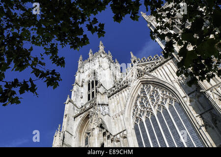 Postkarte Ansicht von York Minster unter Baum. York, North Yorkshire, England, UK. Stockfoto