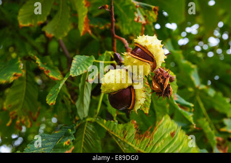 Conkers an einem Kastanienbaum Stockfoto