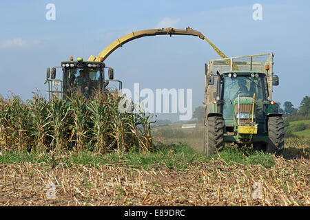 Mais für Biogas, Butley, Suffolk, UK geerntet. Stockfoto