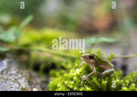 Graues Treefrog Stockfoto