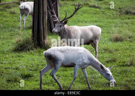 Weißer Hirsch Cervus elaphus Schloss Garten, Zleby, Tschechische Republik Stockfoto