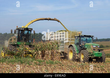 Mais für Biogas, Butley, Suffolk, UK geerntet. Stockfoto