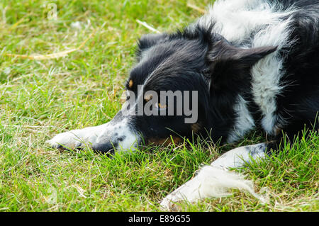 Welsh sheepdog Festlegung auf Gras Stockfoto