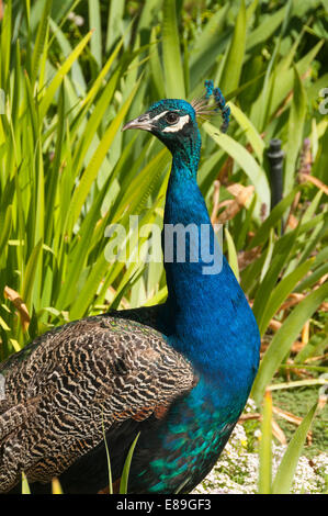 Elk203-6371v Kanada, Alberta, Calgary, Calgary Zoo, Pfau Stockfoto