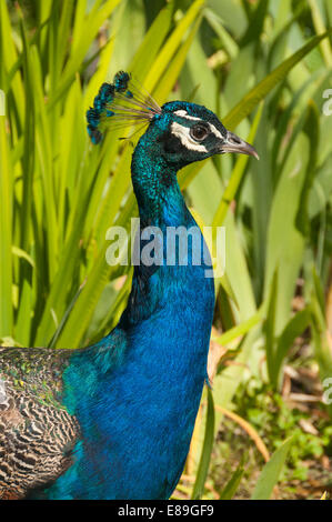 Elk203-6372v Kanada, Alberta, Calgary, Calgary Zoo, Pfau Stockfoto