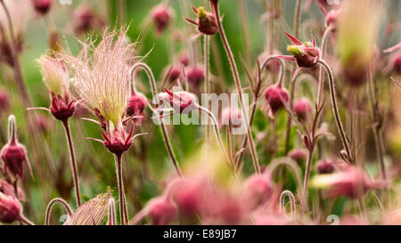 Prairie Rauch Blumen, Geum Triflorum. ist eine Feder mehrjährige krautige Pflanze von Nordamerika von Nordkanada bis Neff Stockfoto