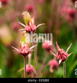 Prairie Rauch Blumen, Geum Triflorum. ist eine Feder mehrjährige krautige Pflanze von Nordamerika von Nordkanada bis Neff Stockfoto