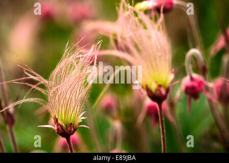 Prairie Rauch Blumen, Geum Triflorum. ist eine Feder mehrjährige krautige Pflanze von Nordamerika von Nordkanada bis Neff Stockfoto