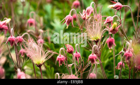 Prairie Rauch Blumen, Geum Triflorum ist eine Feder mehrjährige krautige Pflanze Stockfoto