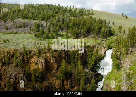 Undine auf Lava Creek in den Yellowstone-Nationalpark im Sommer fällt. Stockfoto