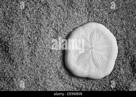 Sanddollar am Sandstrand Stockfoto