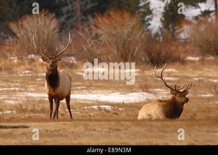 Ein paar Elche Bullen im Herbst. Stockfoto