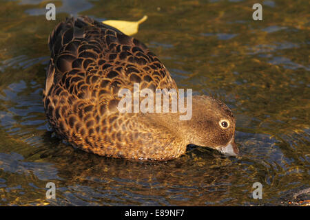 Braun/Petrol Fütterung im seichten Wasser. Stockfoto