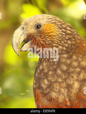 Ein Aufruf in einem grünen Wald Kaka. Stockfoto