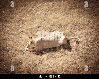 Großen südafrikanischen Löwin Fleischessen erschossen von oben Stockfoto