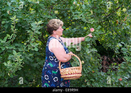 Ältere Frau mit Korb Äpfel Stockfoto