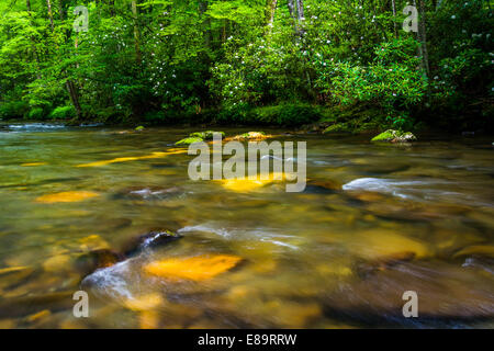 Kaskaden im Fluss Oconaluftee, an großen Smoky Mountains National Park, North Carolina. Stockfoto