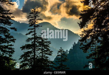 Abends Blick durch die Kiefern von einem Aussichtspunkt auf Newfound Gap Road, Great Smoky Mountains National Park, Tennessee. Stockfoto