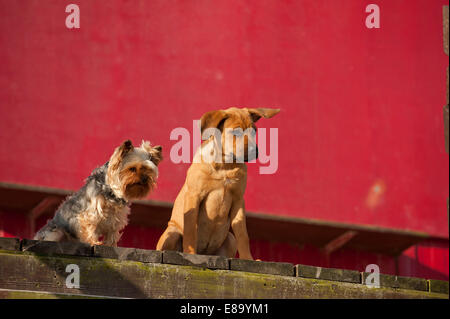 Ein Yorkshire-Terrier und ein Mischling Welpe sitzt vor einer roten Wand, Schleswig-Holstein, Deutschland Stockfoto