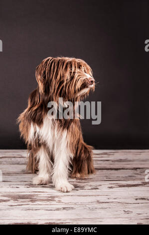 Braune Mischlingshund sitzt Stockfoto