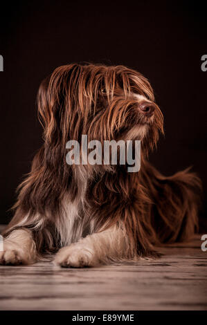 Liegende braune Mischlingshund Stockfoto