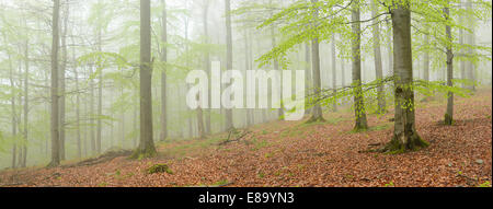 Nebligen Buchenwald im zeitigen Frühjahr, Nationalpark Kellerwald-Edersee, in der Nähe von Gellershausen, Hessen, Deutschland Stockfoto