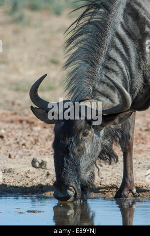 Gnus (Connochaetes Taurinus) trinken an einem Wasserloch, Kgalagadi Transfrontier Park, Northern Province, Südafrika Stockfoto