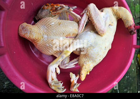 Enten zu Hause Schlachtung, frisch geschlachtet und gerupft, Middle ...