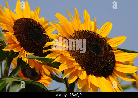 Zwei Sonnenblumen (Helianthus Annuus) Stockfoto