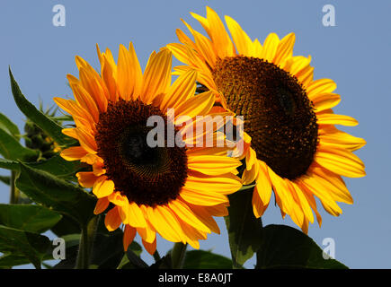 Zwei Sonnenblumen (Helianthus Annuus) Stockfoto